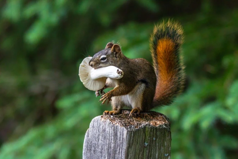 What do squirrels eat? A guide to squirrel’s diet