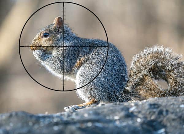 Shooting squirrel - Pretty Backyard