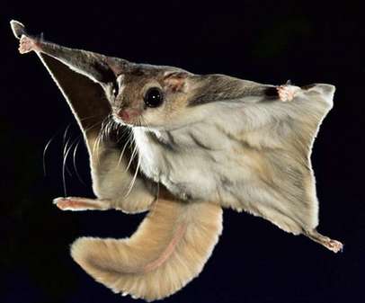 Flying squirrel's patagium - PrettyBackyard