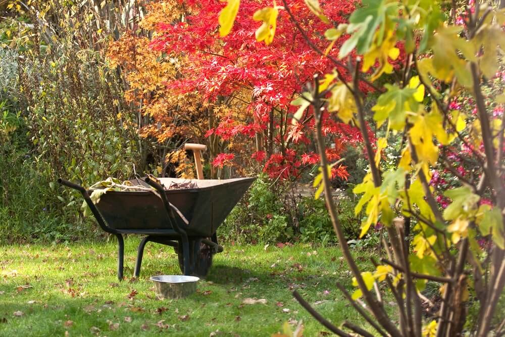 Gardening and Landscaping Ideas for Fall