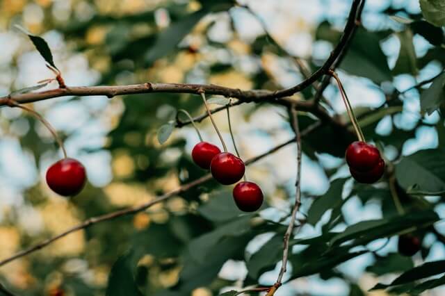 5 sturdy fruit trees that can grow almost anywhere - Sweet cherry