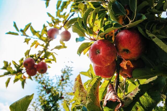 5 sturdy fruit trees that can grow almost anywhere - Apple tree