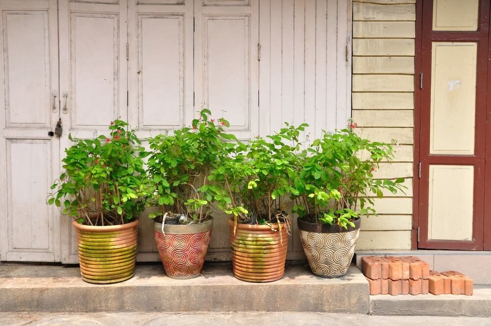 Potted Plants for the Front Door