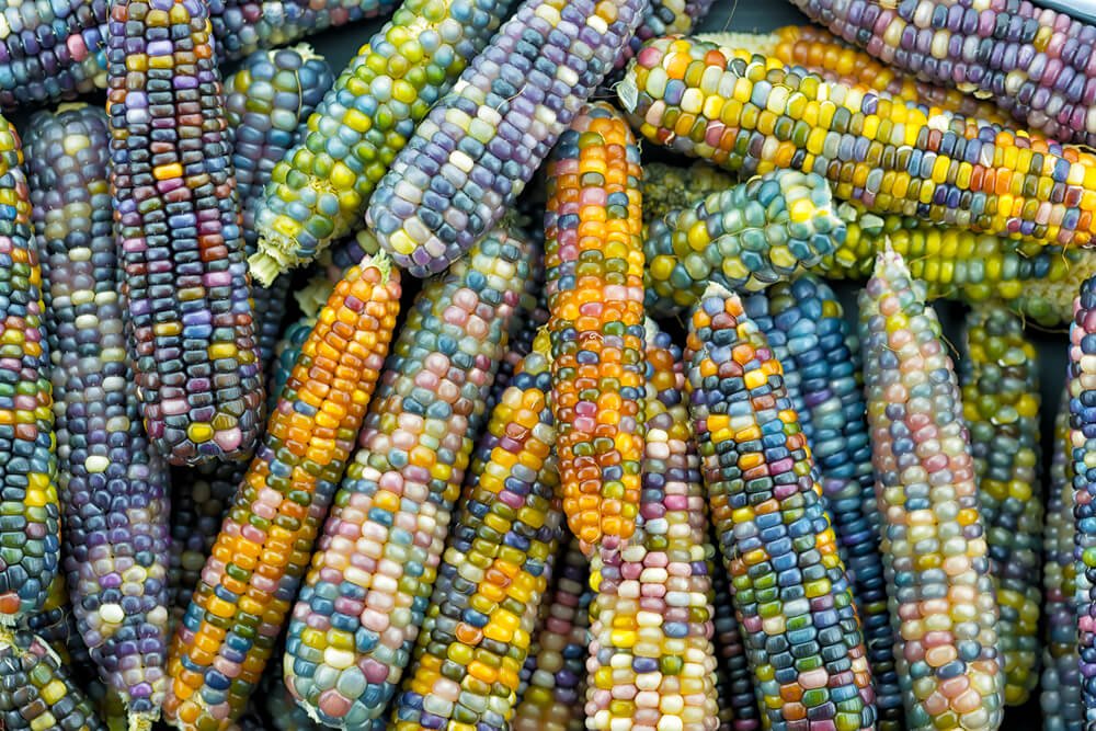 Taste the rainbow: What does rainbow corn taste like - Pretty Backyard