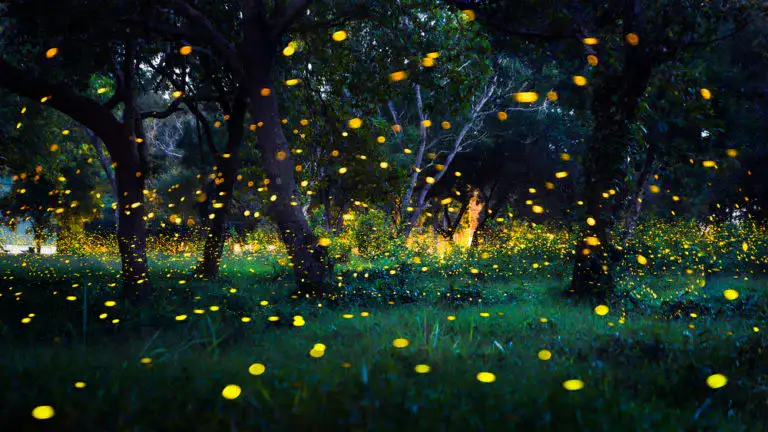 A magical garden: How to bring fireflies to your backyard