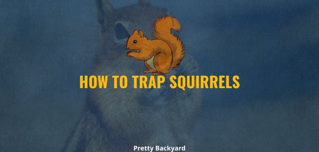 How to trap squirrels in your backyard - Pretty Backyard