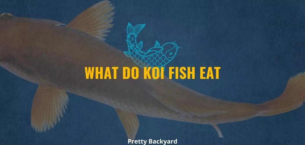 What do koi fish eat? - Pretty Backyard