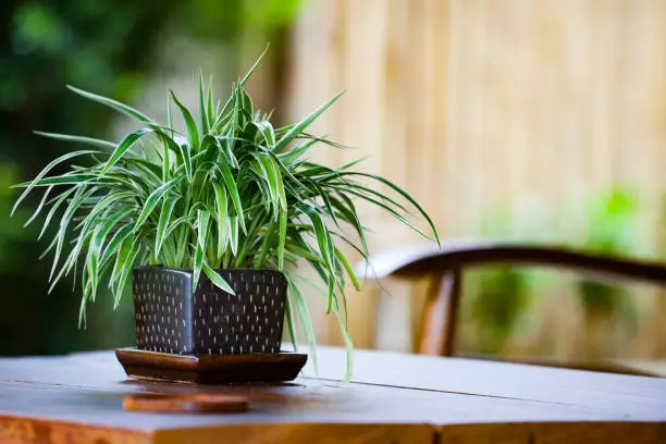 15 fastest growing houseplant spider