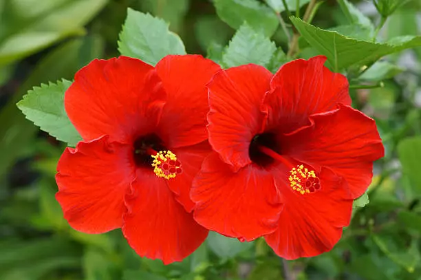15 fastest growing plant hibiscus