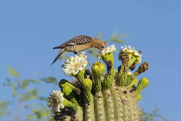 9 animals that feed on cactus