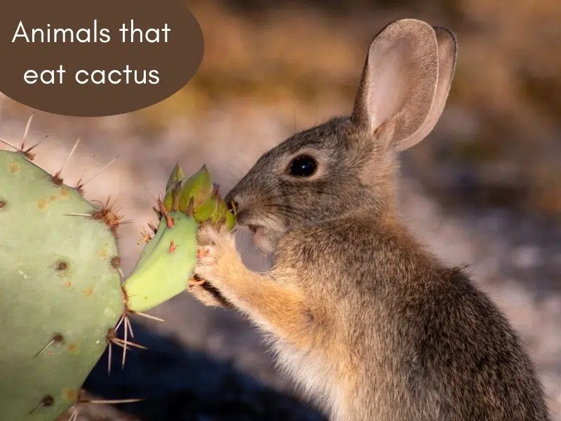 Animals that eat cactus