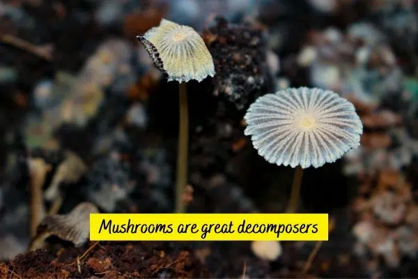 Are mushrooms decomposers