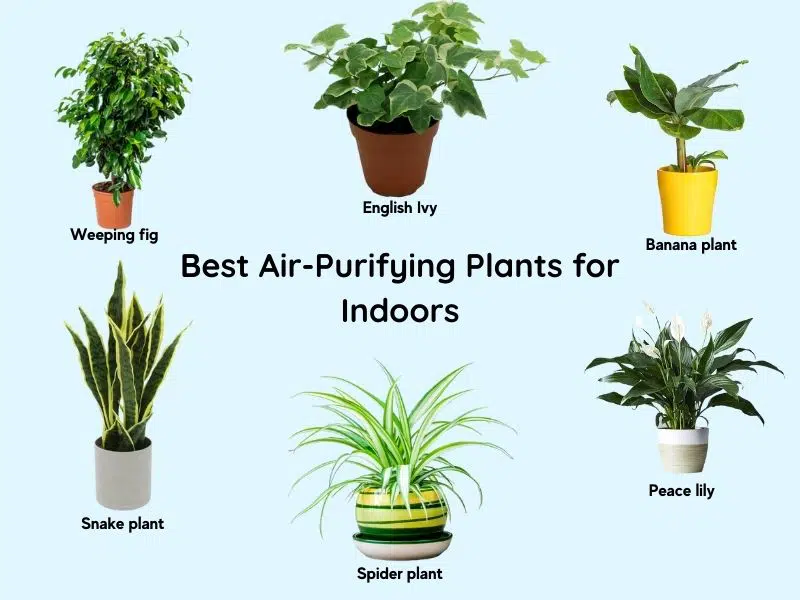 Best Air Purifying Plants for Indoors