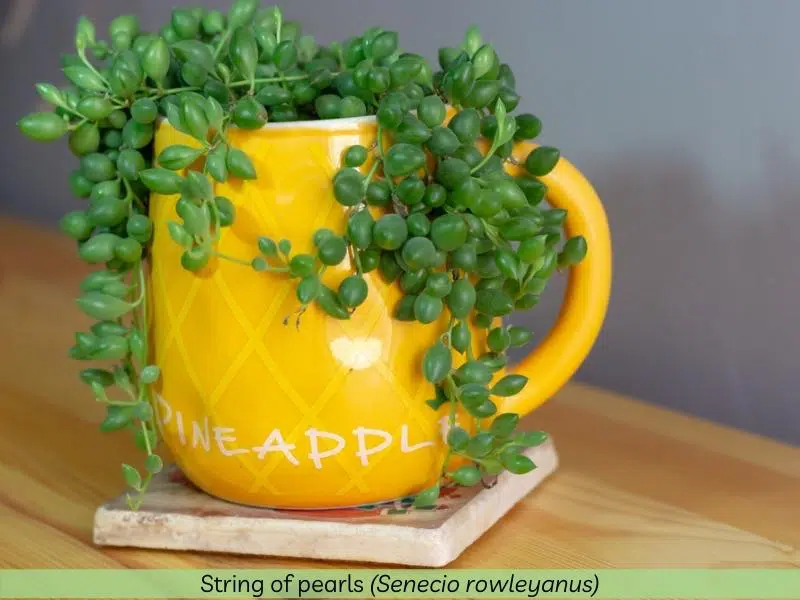 Best trailing Cascading Succulents String of pearls