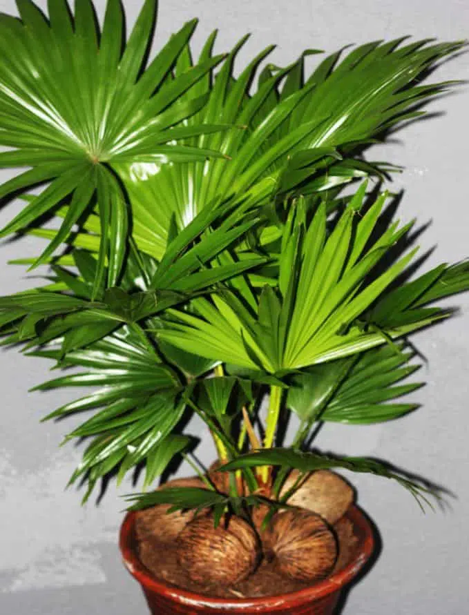 Chinese fan palm indoor tree