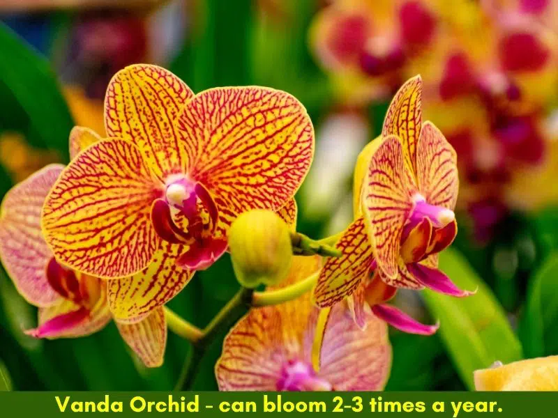 How often do orchids bloom