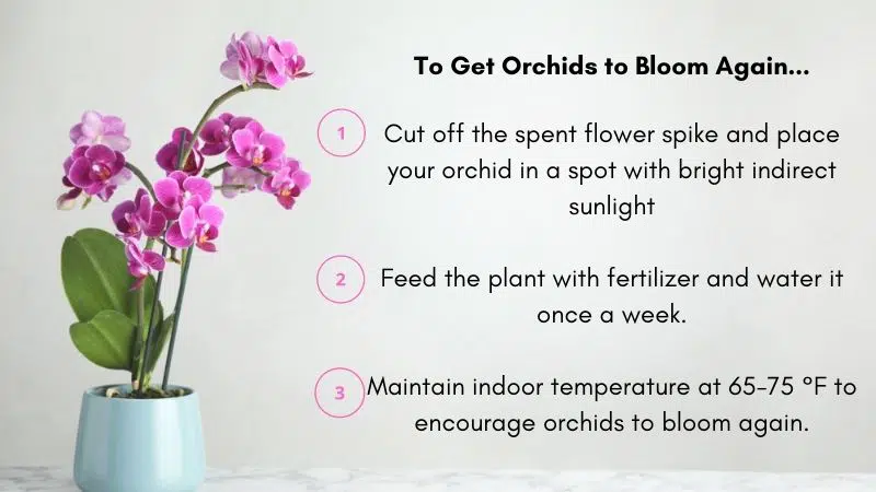How to get orchids to bloom again