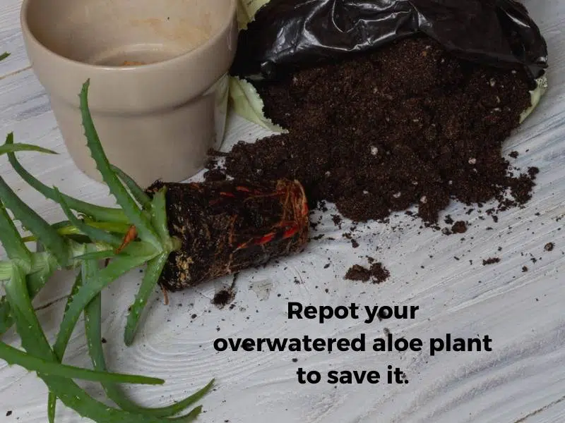 How to save an overwatered aloe plant