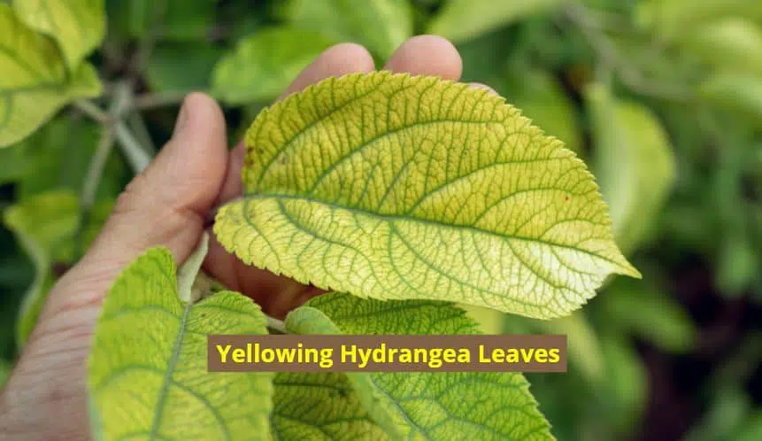 Hydrangea leaves turning yellow why