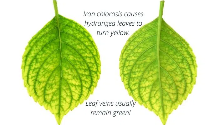 Iron chlorosis causes hydrangea leaves to turn yellow