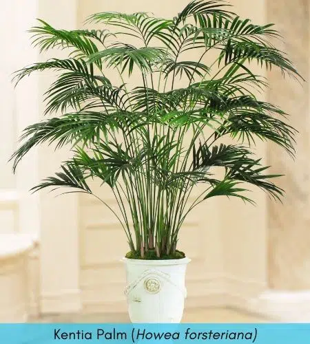 Kentia Palm for indoor plants