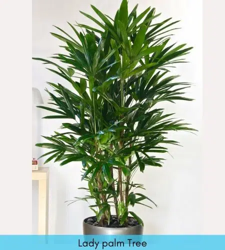 Lady palm types of indoor palm trees