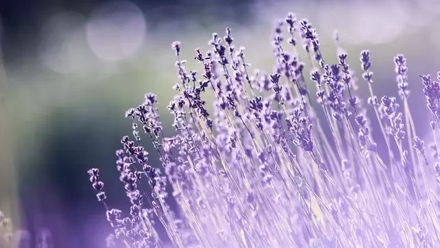 Lavender edited