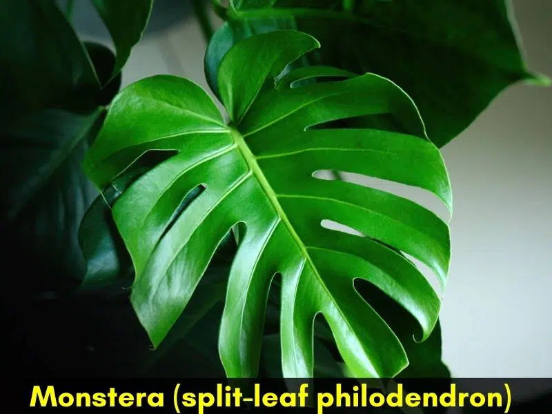 Monstera split leaf philodendron