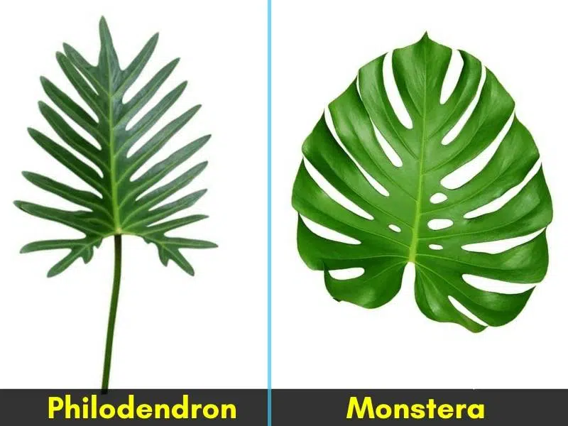 Monstera vs Philodendron