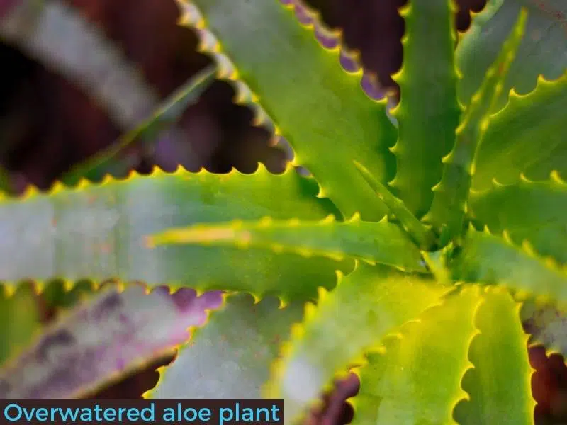 Overwatered aloe plant