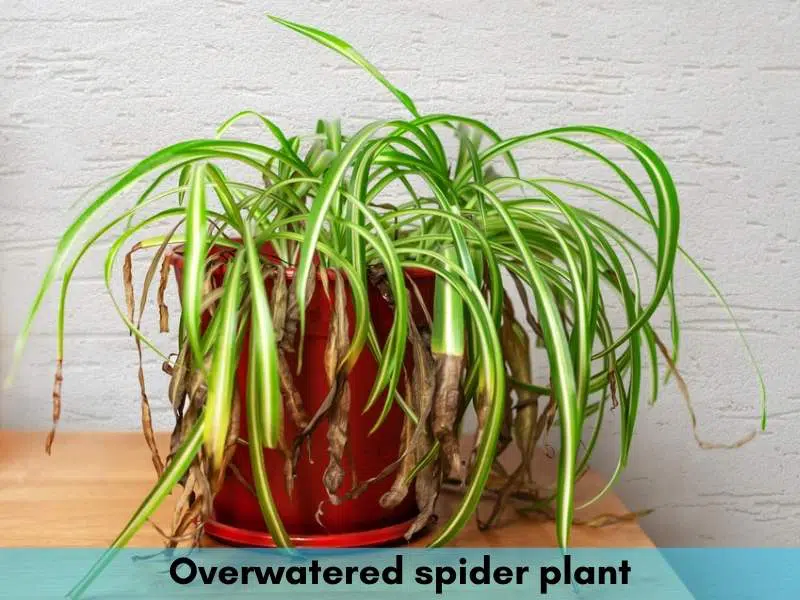 Overwatered spider plant how to save