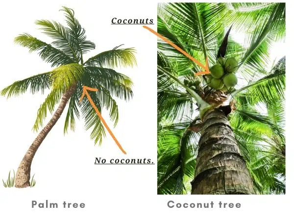 Palm tree vs coconut tree Differences