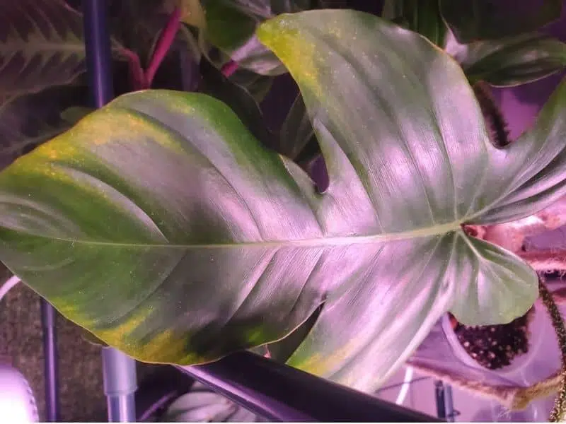 Philodendron leaves turning yellow