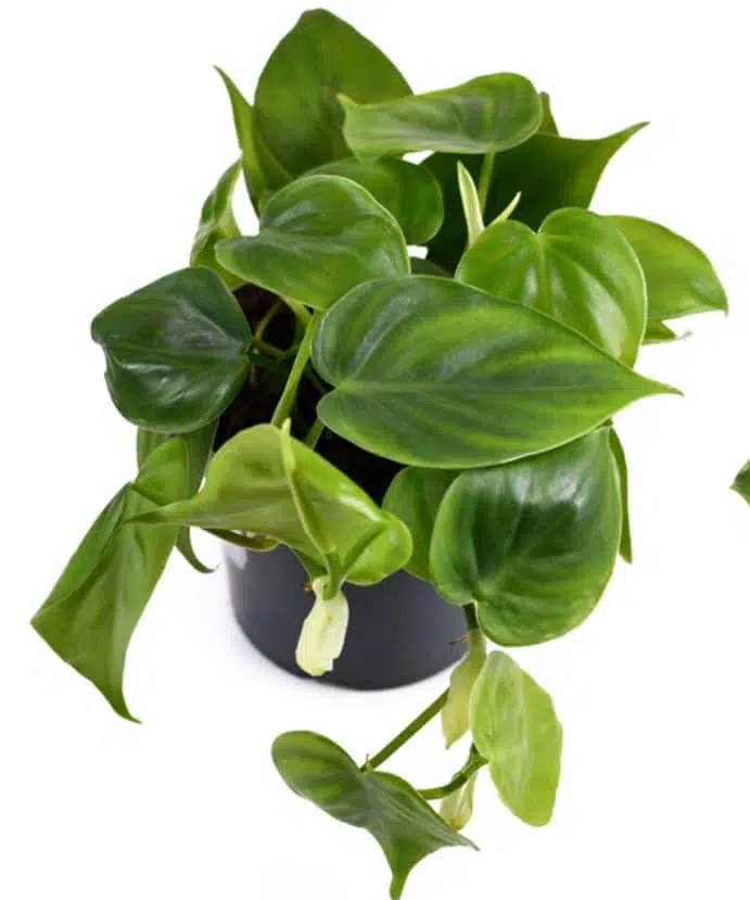 Philodendron vs pothos Philodendron identify