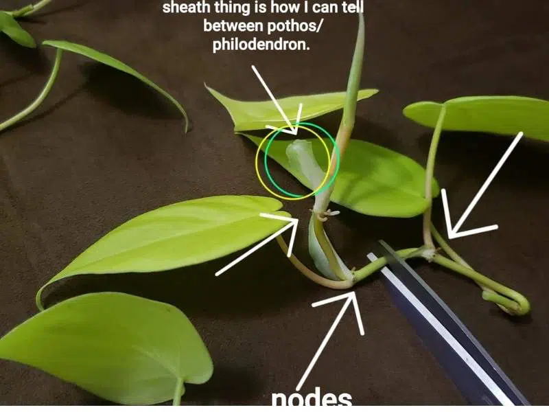 Philodendron vs pothos telling differences.jpg