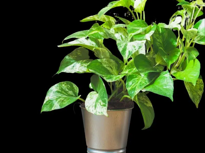 Pothos Devils ivy cleans indoor air