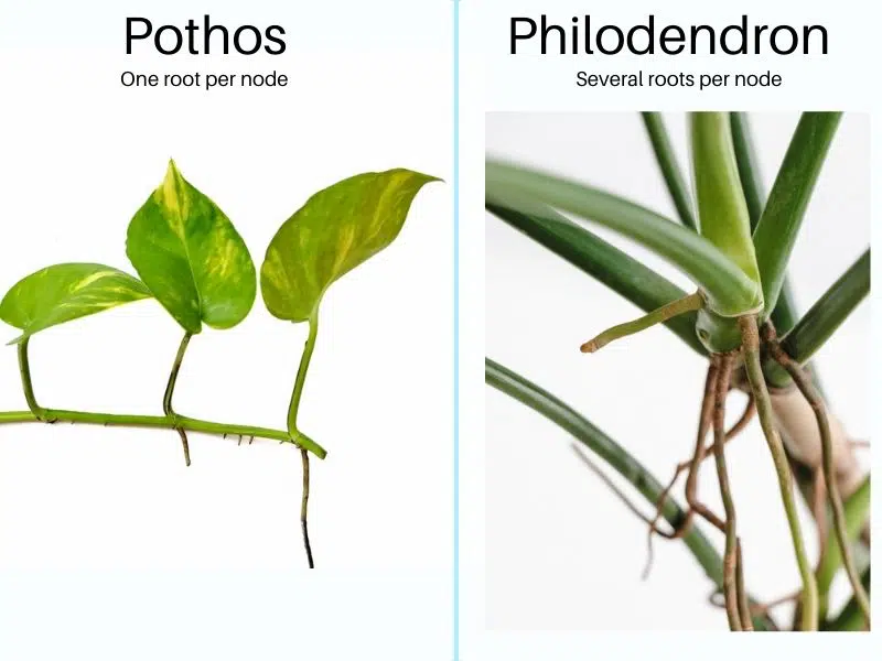 Pothos vs Philodendron roots per node