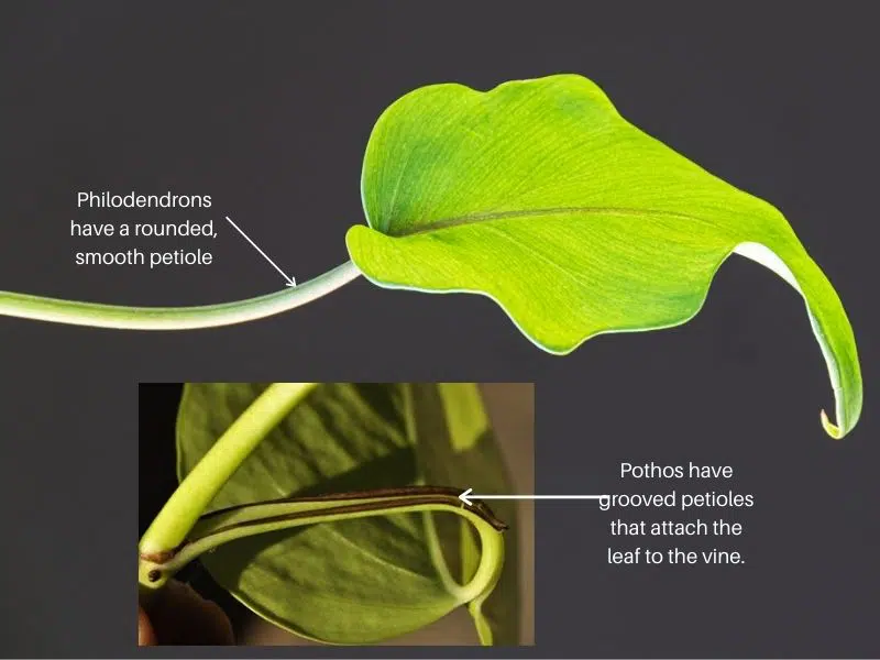 Pothos vs Philodendron rounded vs grooved petioles