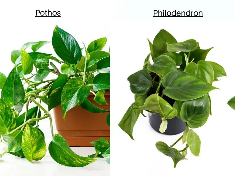 Pothos vs Philodendron