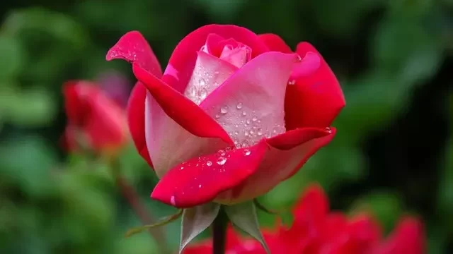 Rose flower edited