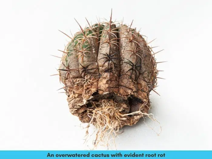 Save an overwatered cactus