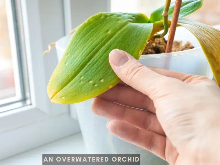 Signs of an overwatered orchid