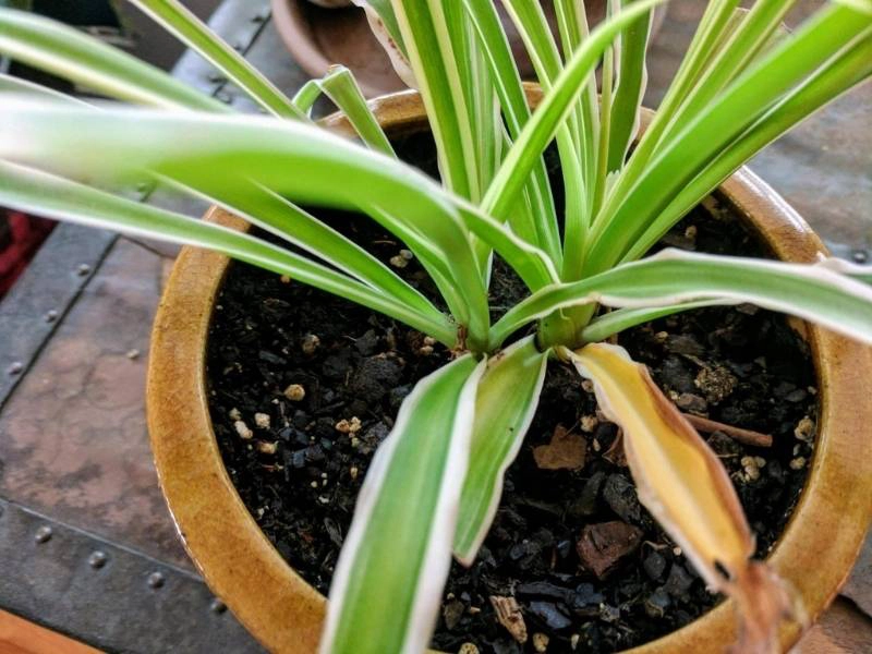 Spider plant yellowing leaves