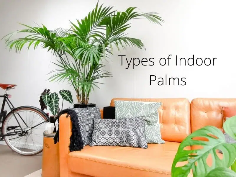 Types of Indoor Palms Trees