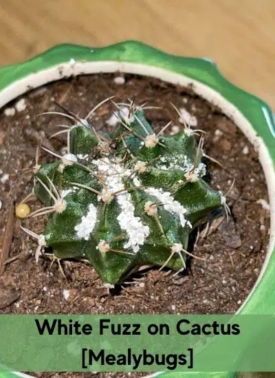 White Fuzz on Cactus are Mealybugs