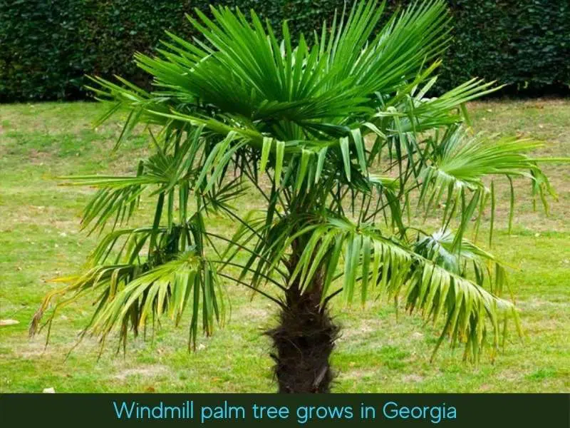 Windmill Palm Tree in Georgia
