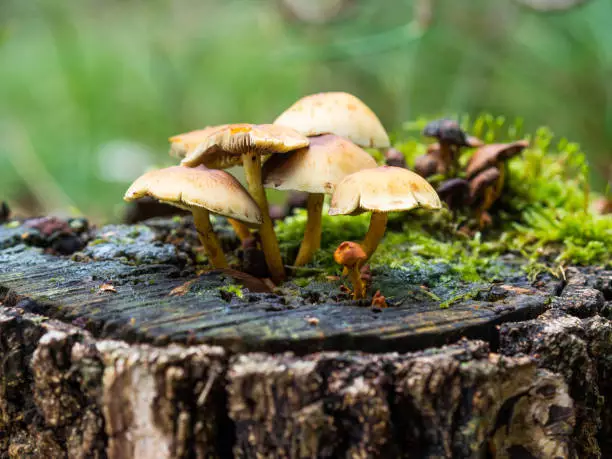 are mushroom decomposers benefits composting