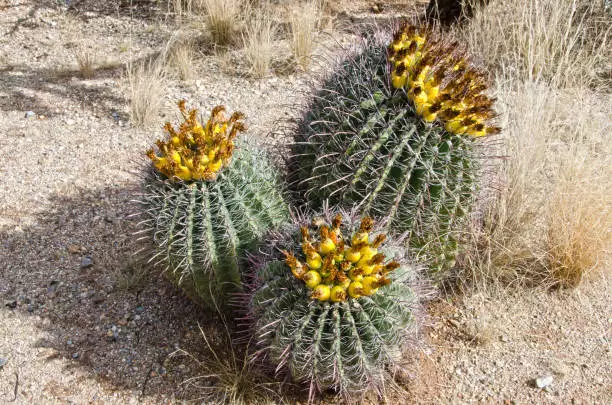 barrel cactus edible varieties cacti