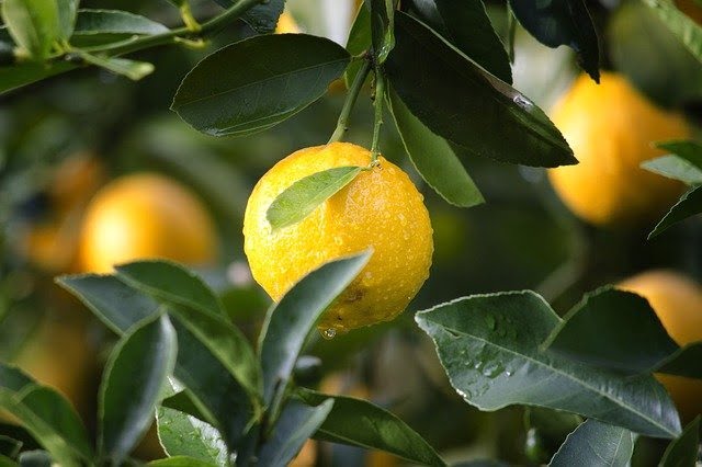 citrus leaves 11zon