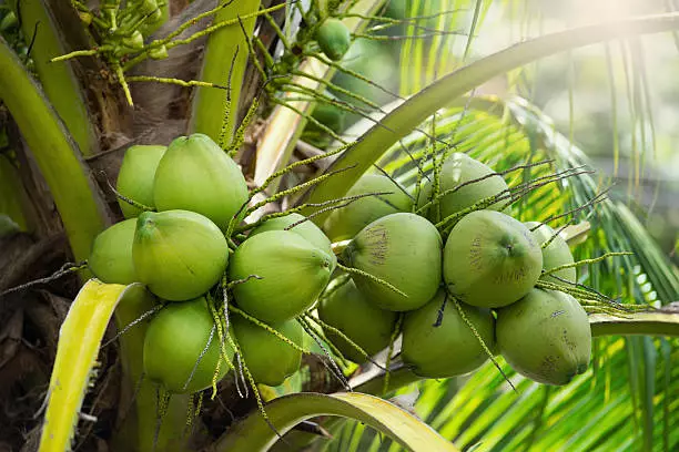 coconut tree vs palm tree differences